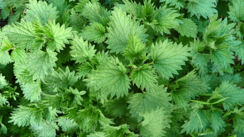 Stinging nettle  Ulster Wildlife